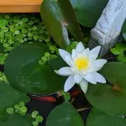 るちゃ丸の画像