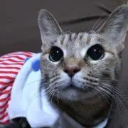 ふくみみの画像