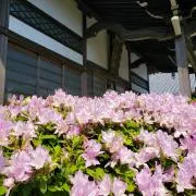 あちらの画像
