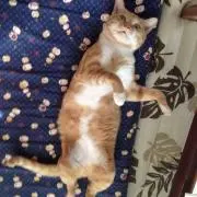 ニャンニャンショップの画像