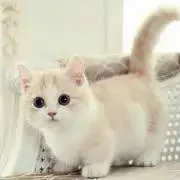 ねこね