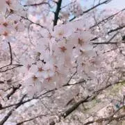 AYAの画像