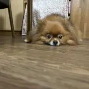 しお、