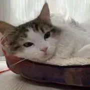 さしみの画像
