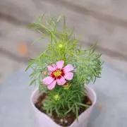 mako＊