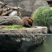 おにぎりの画像