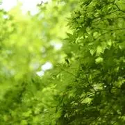みどり