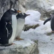 あの画像