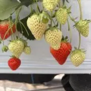 ぽんの画像