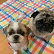 てるみん