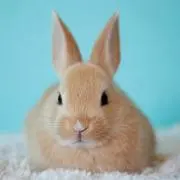 うさうさ(#^^#)プロフ読んでね♡