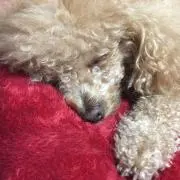 こん