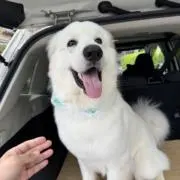 しょっちゃんの画像