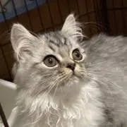 あんずの画像