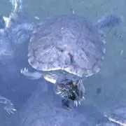 カメ