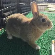 モカの画像