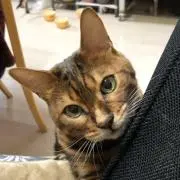 みかん