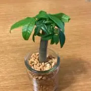 ゆうの画像