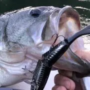 釣りキチの画像