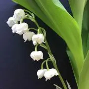 miiの画像