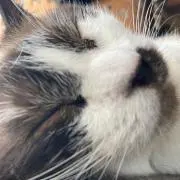もにゃか