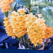 ユウの画像