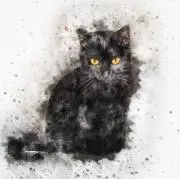 京ねこの画像