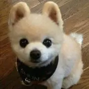 モコモコ