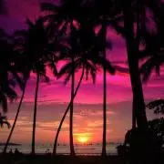 palm tree