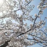 さくらの画像