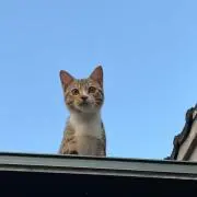 ヨッシーの画像