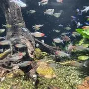 tomoの画像