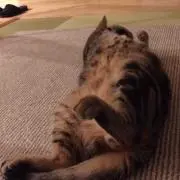 ポン吉の画像