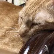 けくん