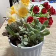 maronの画像