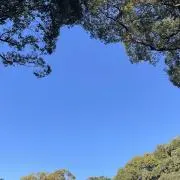 あさ