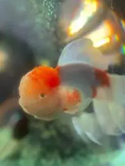 たま
