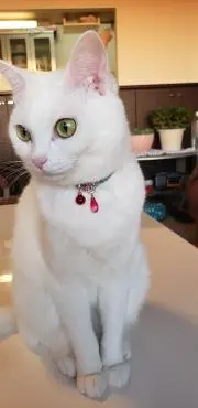 なつみの画像