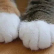 tomodaiの画像