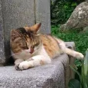 まろの画像