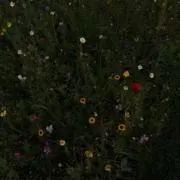 りりの画像