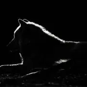 *Olioli*TORAMOCOBESUの画像