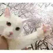 Image of 猫橋