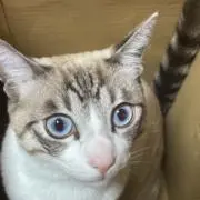 SEIRYUUの画像