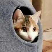 あやの画像