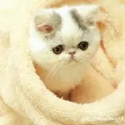 ねこた＠即購入大歓迎の画像