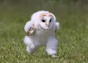 さつきの画像