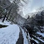 チャロの画像