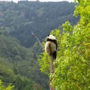 ぽよよのふの画像