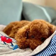 ゆさっちの画像
